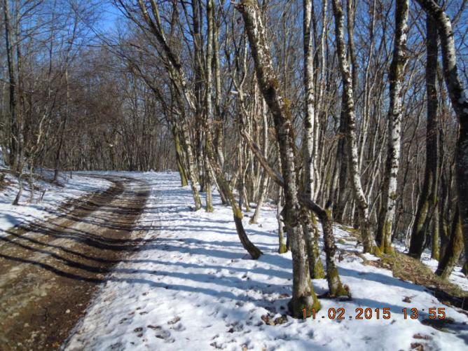 Bois sous la neige