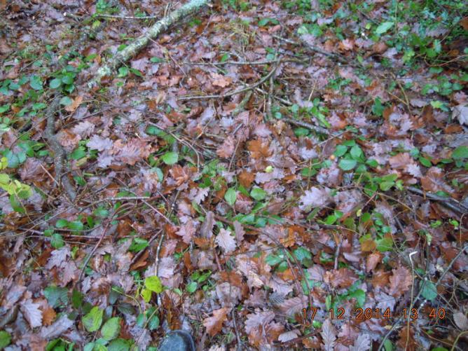 Tapis de feuilles